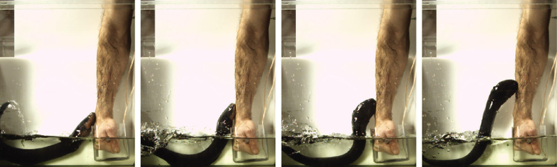 This series of photographs shows an electric eel leaping onto a human arm. Credit: Kenneth Catania